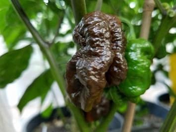 Chocolate Bubblegum Vegetable Seeds for Planting heirloom & Non-GMO Seeds